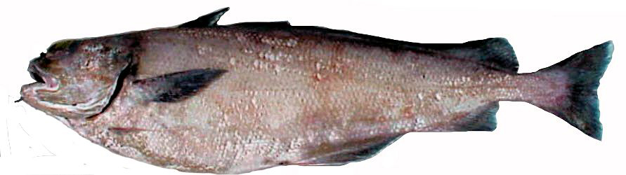 Mora moro_02154.jpg
